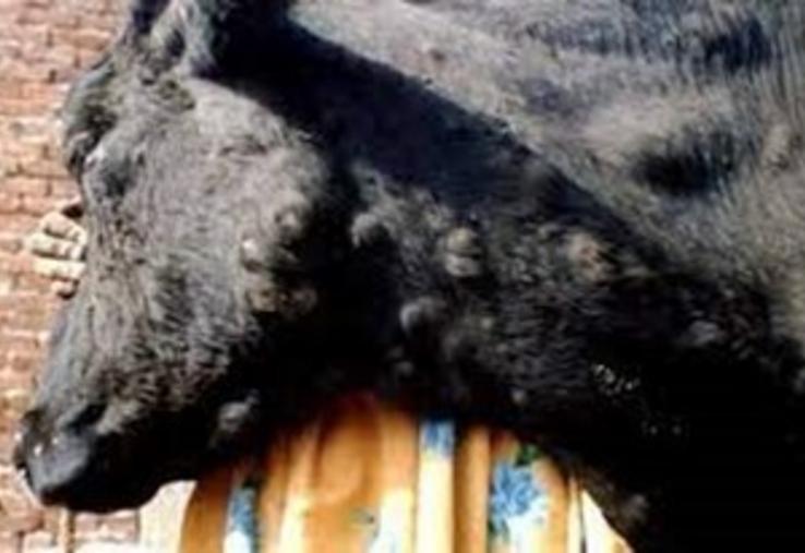 La DNC est caractérisée par l'apparition de nodules sur la peau des animaux et s'accompagne de fièvre.