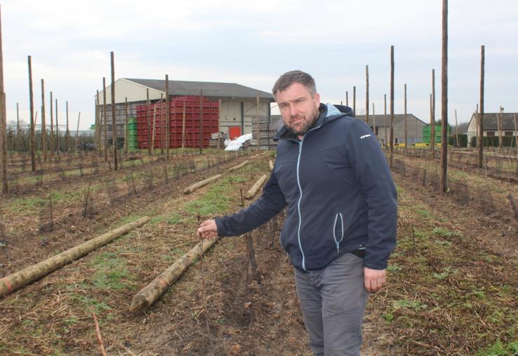Mickaël Guy sur la plantation d'un verger de cerises de deux hectares.