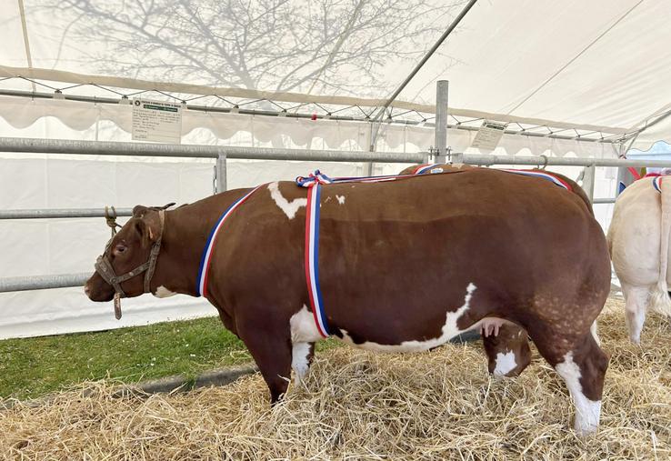 La génisse de Damien Mary, du Gaec des Prés Rouges à Contilly, a remporté le prix femelle naisseur.