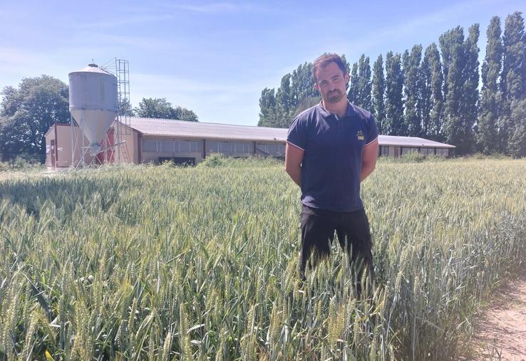 Nicolas Niepceron est confiant pour la récolte de céréales 2026, ici une parcelle de blé bordant le nouveau poulailler monté en 2023.